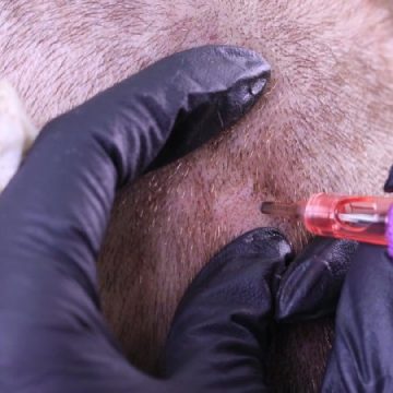 Урок 4 - Рубцовая алопеция и ее решение при помощи трихопигментации